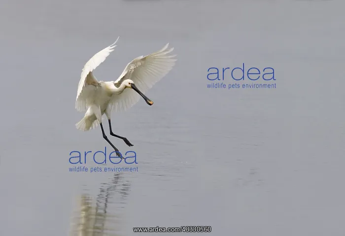 : Eurasian Spoonbill : Eurasian Spoonbill