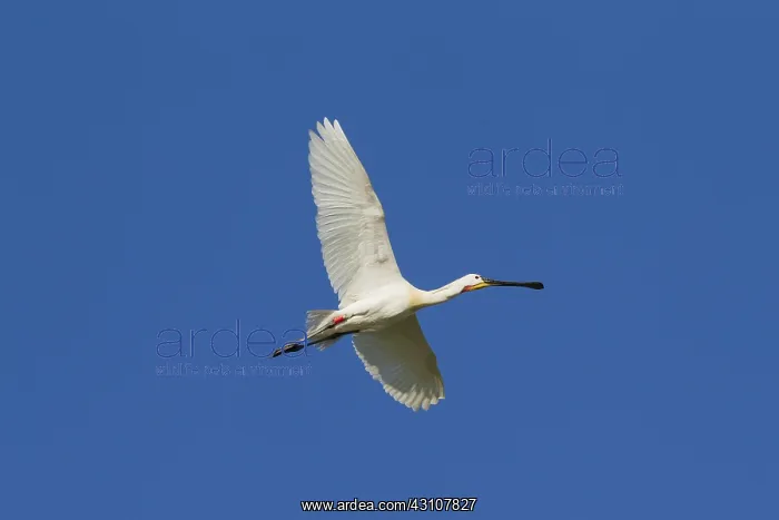 : Eurasian Spoonbill - adult bird in flight - Wadden : Eurasian Spoonbill - adult bird in flight - Wadden