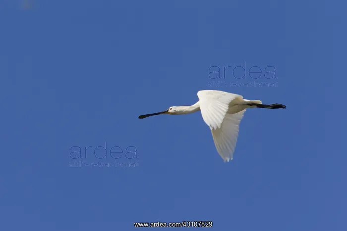: Eurasian Spoonbill - adult bird in flight - Wadden : Eurasian Spoonbill - adult bird in flight - Wadden