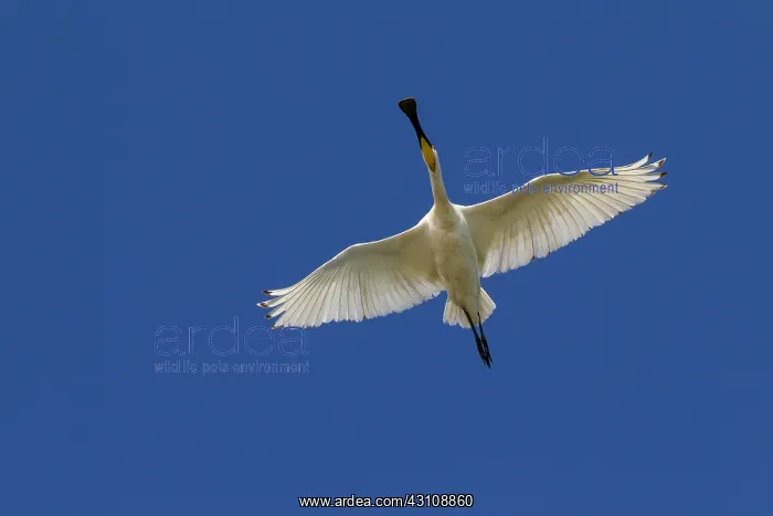 : Eurasian Spoonbill - adult bird in flight - Wadden : Eurasian Spoonbill - adult bird in flight - Wadden