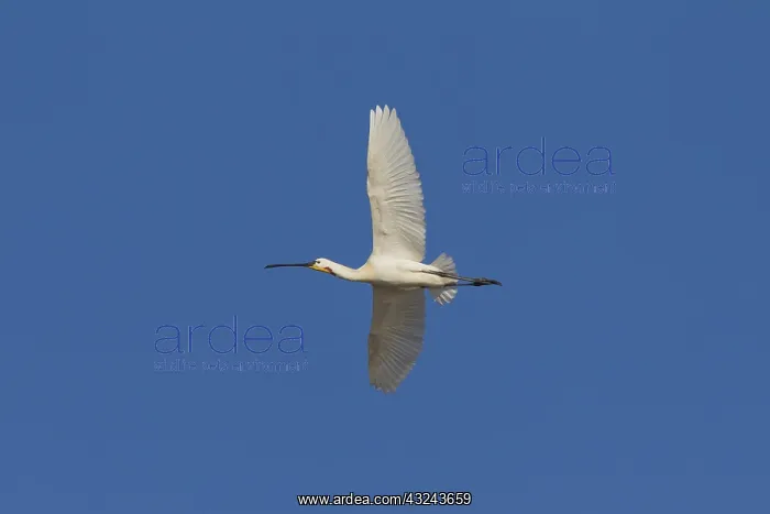 : Eurasian Spoonbill - adult bird in flight - Wadden : Eurasian Spoonbill - adult bird in flight - Wadden