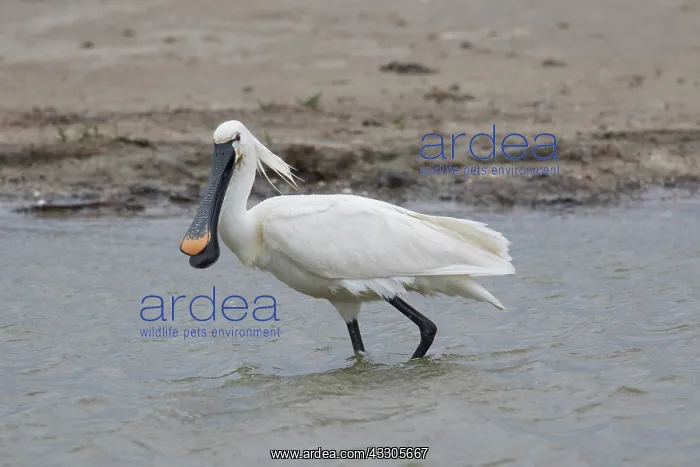 : Eurasian Spoonbill - adult in breeding plumage foraging : Eurasian Spoonbill - adult in breeding plumage foraging