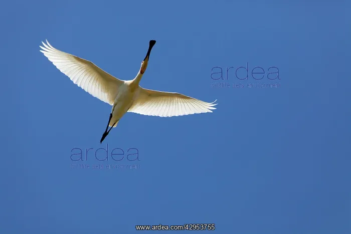 : Eurasian Spoonbill - adult in flight : Eurasian Spoonbill - adult in flight