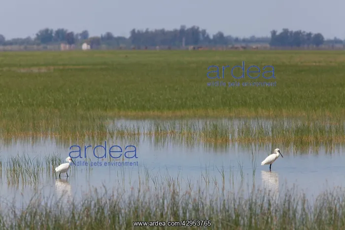  : Eurasian Spoonbill - two adults feeding in marsh