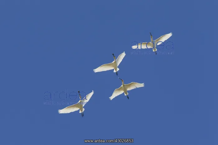  : Eurasian Spoonbill - birds in flight - Wadden Sea