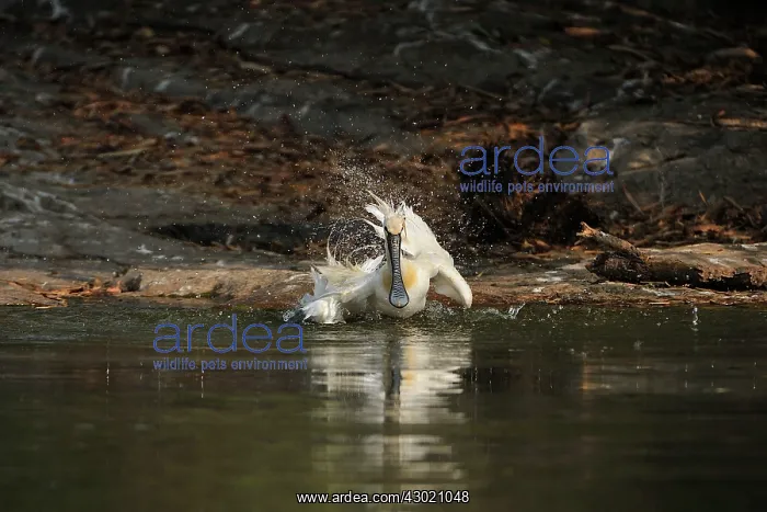 : Eurasian Spoonbill / Common Spoonbill bathing : Eurasian Spoonbill / Common Spoonbill bathing