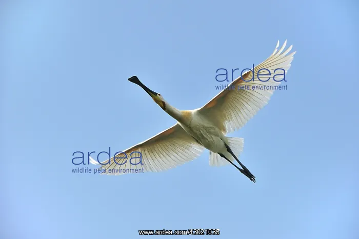  : Eurasian Spoonbill  /  Common Spoonbill in flight