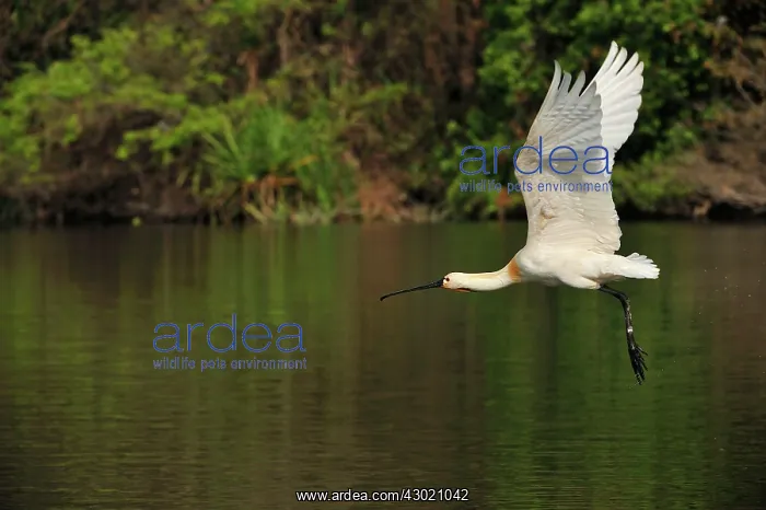 : Eurasian Spoonbill / Common Spoonbill in flight : Eurasian Spoonbill / Common Spoonbill in flight