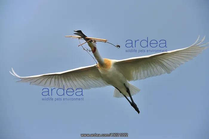 : Eurasian Spoonbill / Common Spoonbill with nesting : Eurasian Spoonbill / Common Spoonbill with nesting