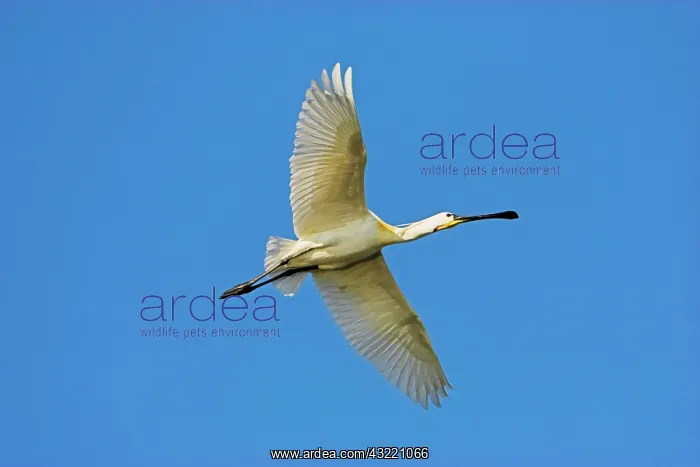 : Eurasian spoonbill or common spoonbill (Platalea : Eurasian spoonbill or common spoonbill (Platalea