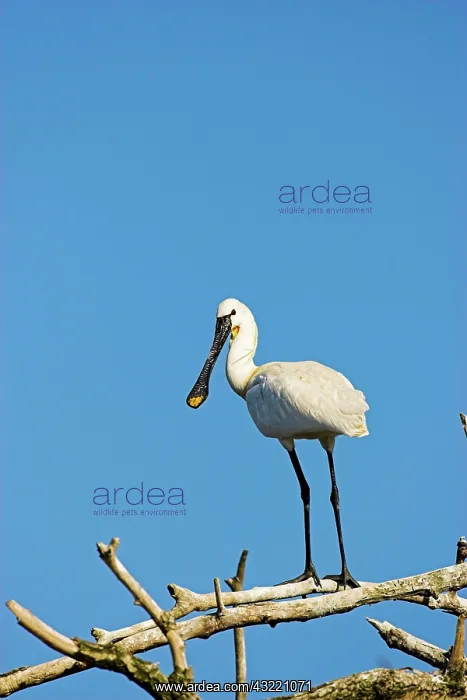: Eurasian spoonbill or common spoonbill (Platalea : Eurasian spoonbill or common spoonbill (Platalea