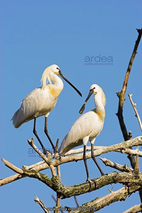 : Eurasian spoonbill or common spoonbill (Platalea : Eurasian spoonbill or common spoonbill (Platalea