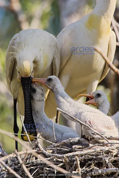 : Eurasian spoonbill or common spoonbill (Platalea : Eurasian spoonbill or common spoonbill (Platalea