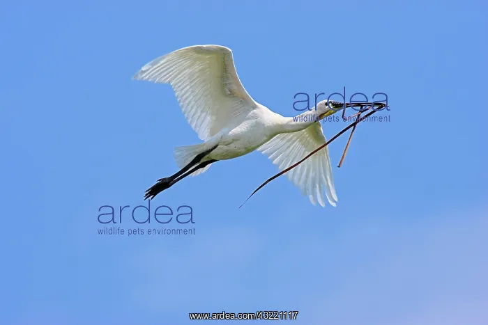 : Eurasian spoonbill or common spoonbill (Platalea : Eurasian spoonbill or common spoonbill (Platalea