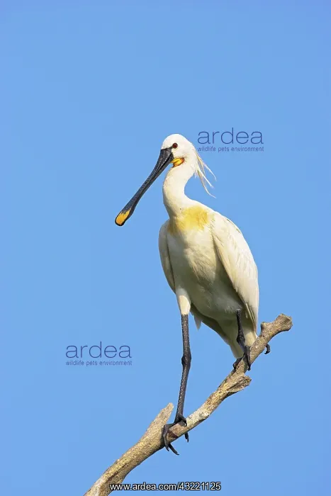 : Eurasian spoonbill or common spoonbill (Platalea : Eurasian spoonbill or common spoonbill (Platalea