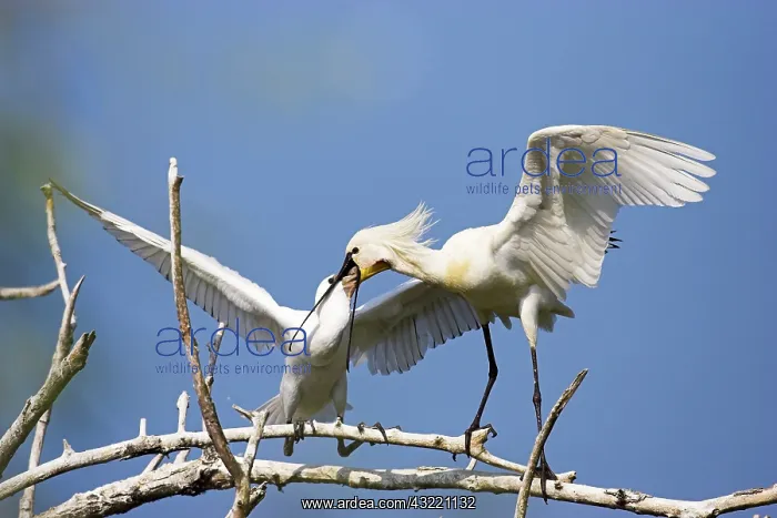 : Eurasian spoonbill or common spoonbill (Platalea : Eurasian spoonbill or common spoonbill (Platalea