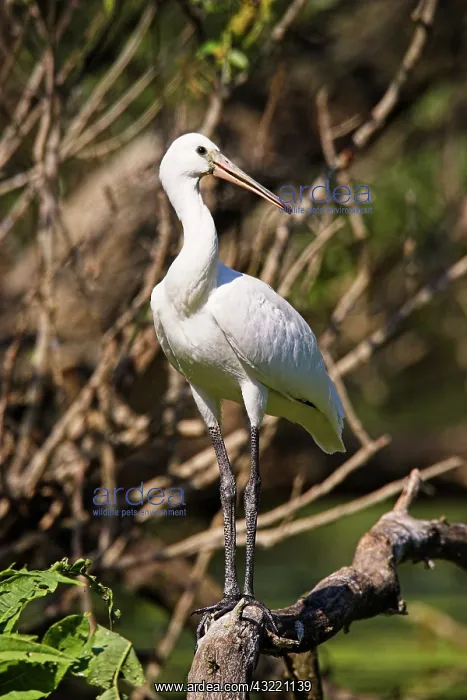 : Eurasian spoonbill or common spoonbill (Platalea : Eurasian spoonbill or common spoonbill (Platalea