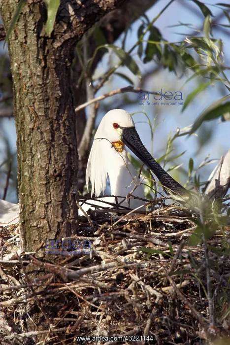 : Eurasian spoonbill or common spoonbill (Platalea : Eurasian spoonbill or common spoonbill (Platalea