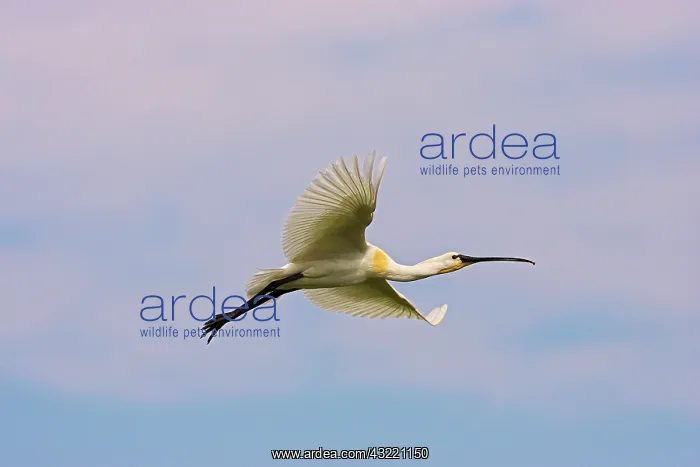 : Eurasian spoonbill or common spoonbill (Platalea : Eurasian spoonbill or common spoonbill (Platalea