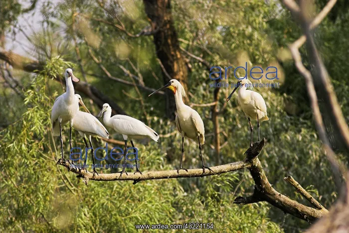 : Eurasian spoonbill or common spoonbill (Platalea : Eurasian spoonbill or common spoonbill (Platalea
