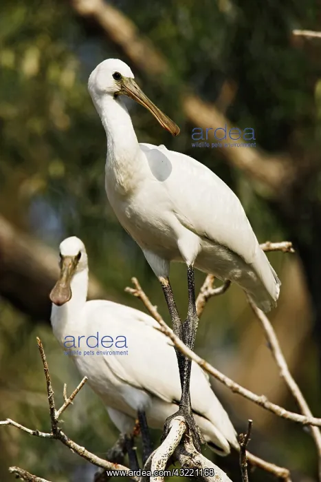 : Eurasian spoonbill or common spoonbill (Platalea : Eurasian spoonbill or common spoonbill (Platalea