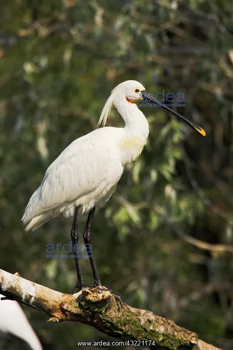 : Eurasian spoonbill or common spoonbill (Platalea : Eurasian spoonbill or common spoonbill (Platalea