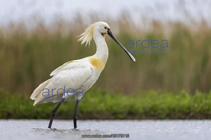 : Eurasian Spoonbill (Platalea leucorodia) : Eurasian Spoonbill (Platalea leucorodia)
