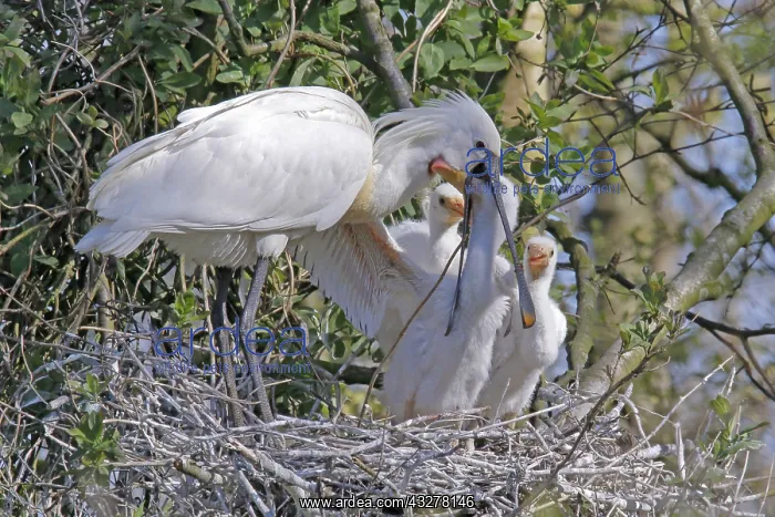 : Eurasian Spoonbill (Platalea leucorodia) adult : Eurasian Spoonbill (Platalea leucorodia) adult