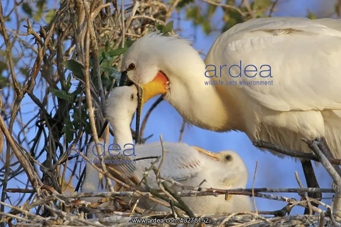 : Eurasian Spoonbill (Platalea leucorodia) adult : Eurasian Spoonbill (Platalea leucorodia) adult