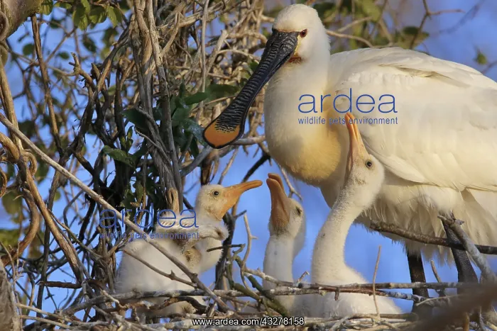 : Eurasian Spoonbill (Platalea leucorodia) adult : Eurasian Spoonbill (Platalea leucorodia) adult