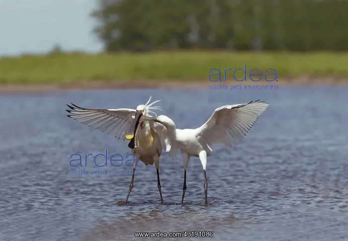 : Eurasian Spoonbill (Platalea leucorodia) adult feeding young : Eurasian Spoonbill (Platalea leucorodia) adult feeding young