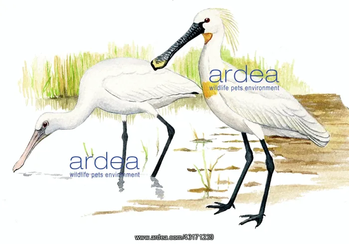 : Eurasian spoonbill (Platalea leucorodia) adult in front and juvenile behind : Eurasian spoonbill (Platalea leucorodia) adult in front and juvenile behind