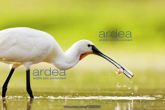  : Eurasian spoonbill (Platalea leucorodia) catching