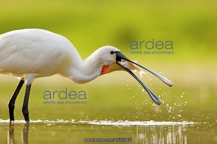 : Eurasian spoonbill (Platalea leucorodia) catching : Eurasian spoonbill (Platalea leucorodia) catching
