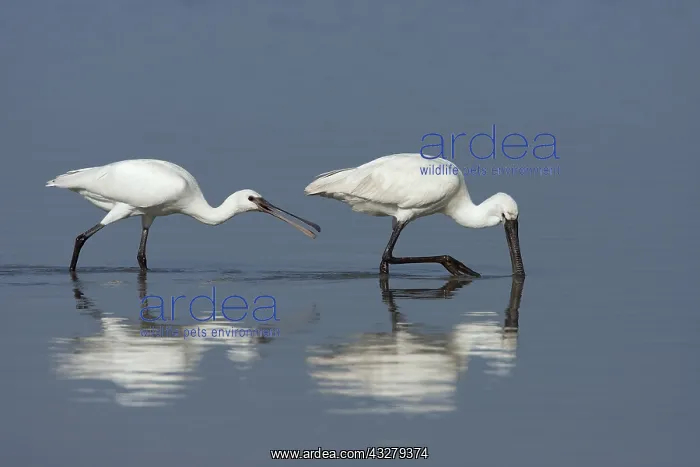 : Eurasian Spoonbill (Platalea leucorodia) chick : Eurasian Spoonbill (Platalea leucorodia) chick