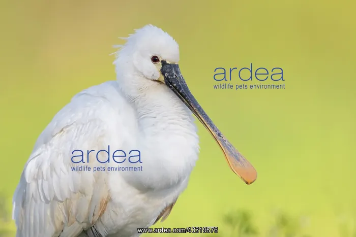 : Eurasian Spoonbill (Platalea leucorodia), close- : Eurasian Spoonbill (Platalea leucorodia), close-