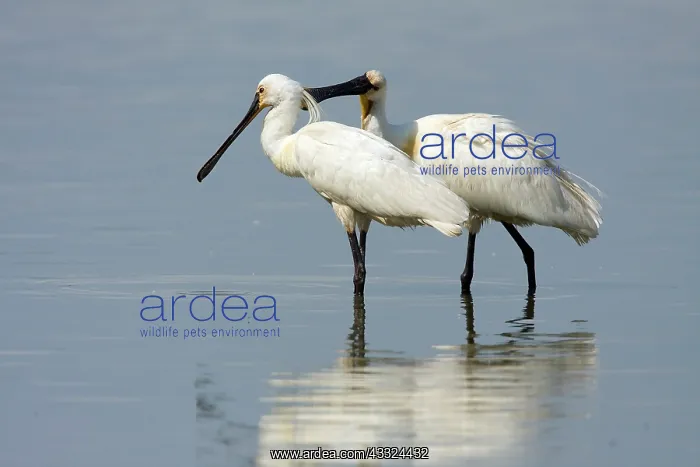 : Eurasian Spoonbill (Platalea leucorodia) couple preening each other : Eurasian Spoonbill (Platalea leucorodia) couple preening each other