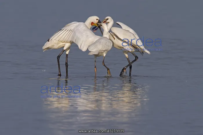 : Eurasian Spoonbill (Platalea leucorodia) feedin : Eurasian Spoonbill (Platalea leucorodia) feedin