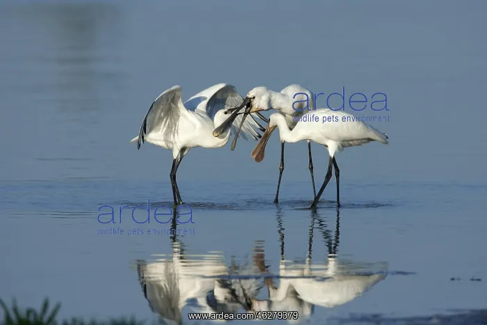 : Eurasian Spoonbill (Platalea leucorodia) feedin : Eurasian Spoonbill (Platalea leucorodia) feedin