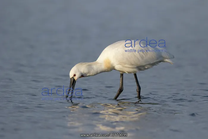 : Eurasian Spoonbill (Platalea leucorodia) fishing : Eurasian Spoonbill (Platalea leucorodia) fishing