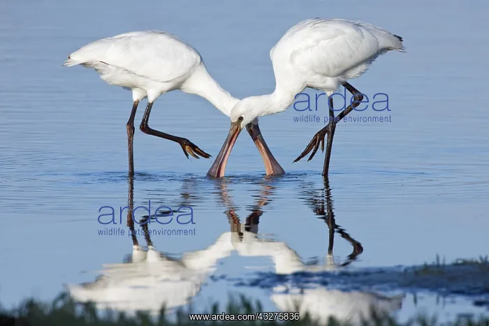 : Eurasian Spoonbill (Platalea leucorodia) foragi : Eurasian Spoonbill (Platalea leucorodia) foragi