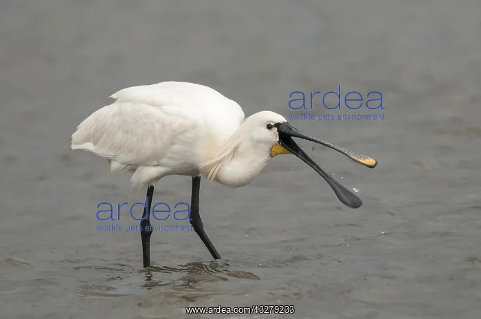 : Eurasian Spoonbill (Platalea leucorodia) foragi : Eurasian Spoonbill (Platalea leucorodia) foragi