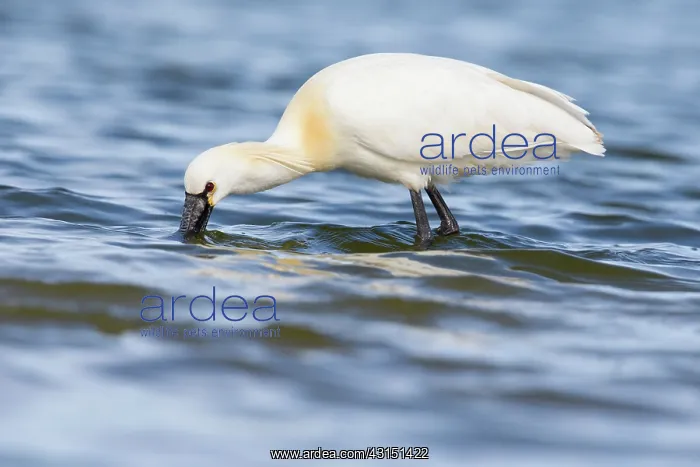 : Eurasian Spoonbill (Platalea leucorodia) foraging : Eurasian Spoonbill (Platalea leucorodia) foraging