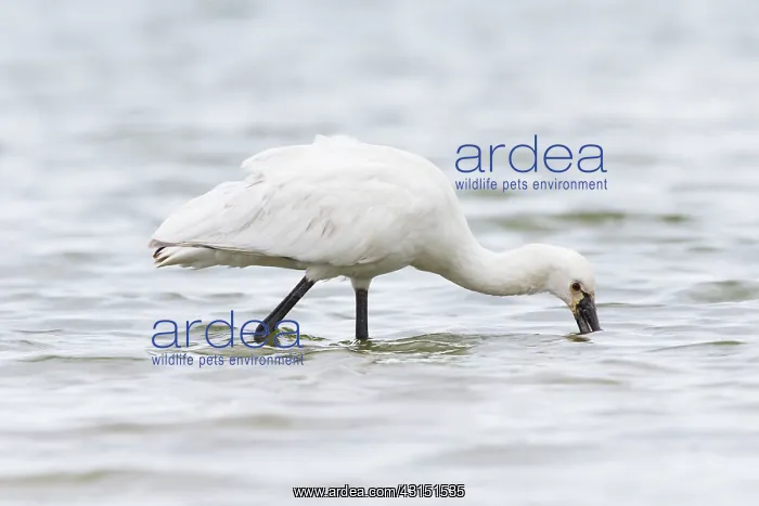 : Eurasian Spoonbill (Platalea leucorodia) foraging : Eurasian Spoonbill (Platalea leucorodia) foraging