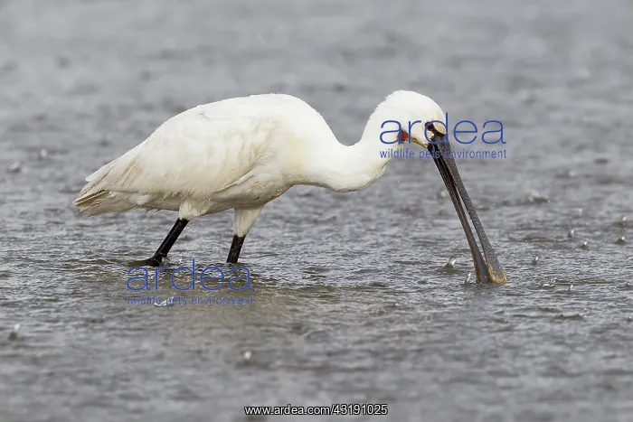  : one Eurasian spoonbill (Platalea leucorodia) foraging in rainfall