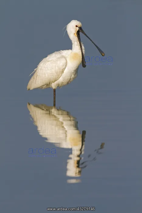 : Eurasian Spoonbill (Platalea leucorodia) gaping : Eurasian Spoonbill (Platalea leucorodia) gaping
