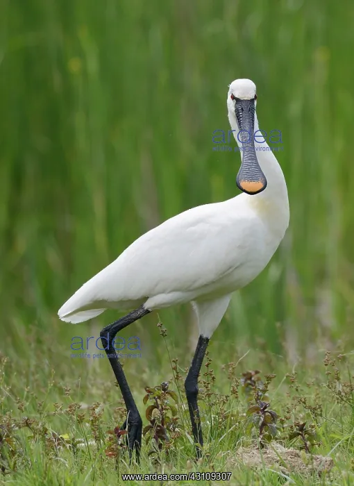 : Eurasian Spoonbill (Platalea leucorodia) on ground : Eurasian Spoonbill (Platalea leucorodia) on ground