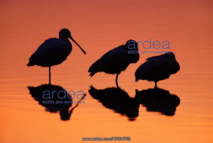 : Eurasian Spoonbill (Platalea leucorodia) group sleeping in evening mood : Eurasian Spoonbill (Platalea leucorodia) group sleeping in evening mood