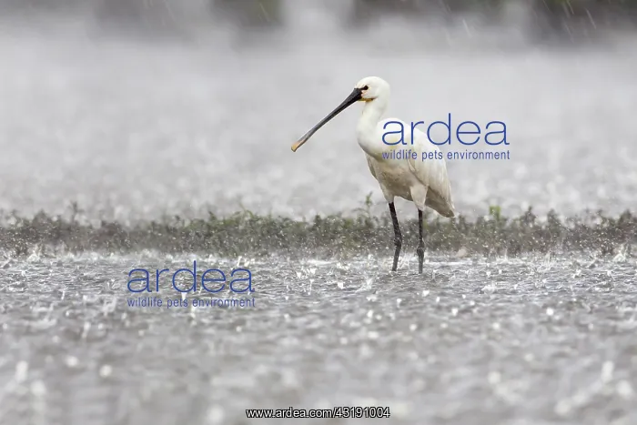 : one Eurasian spoonbill (Platalea leucorodia) in heavy rainfall : one Eurasian spoonbill (Platalea leucorodia) in heavy rainfall