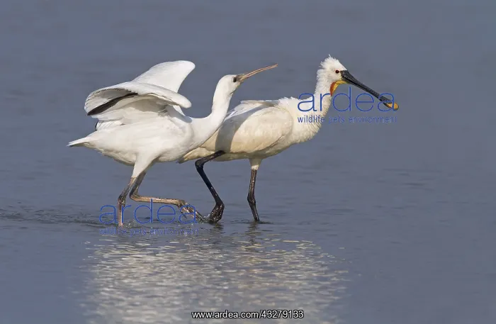 : Eurasian Spoonbill (Platalea leucorodia) juveni : Eurasian Spoonbill (Platalea leucorodia) juveni